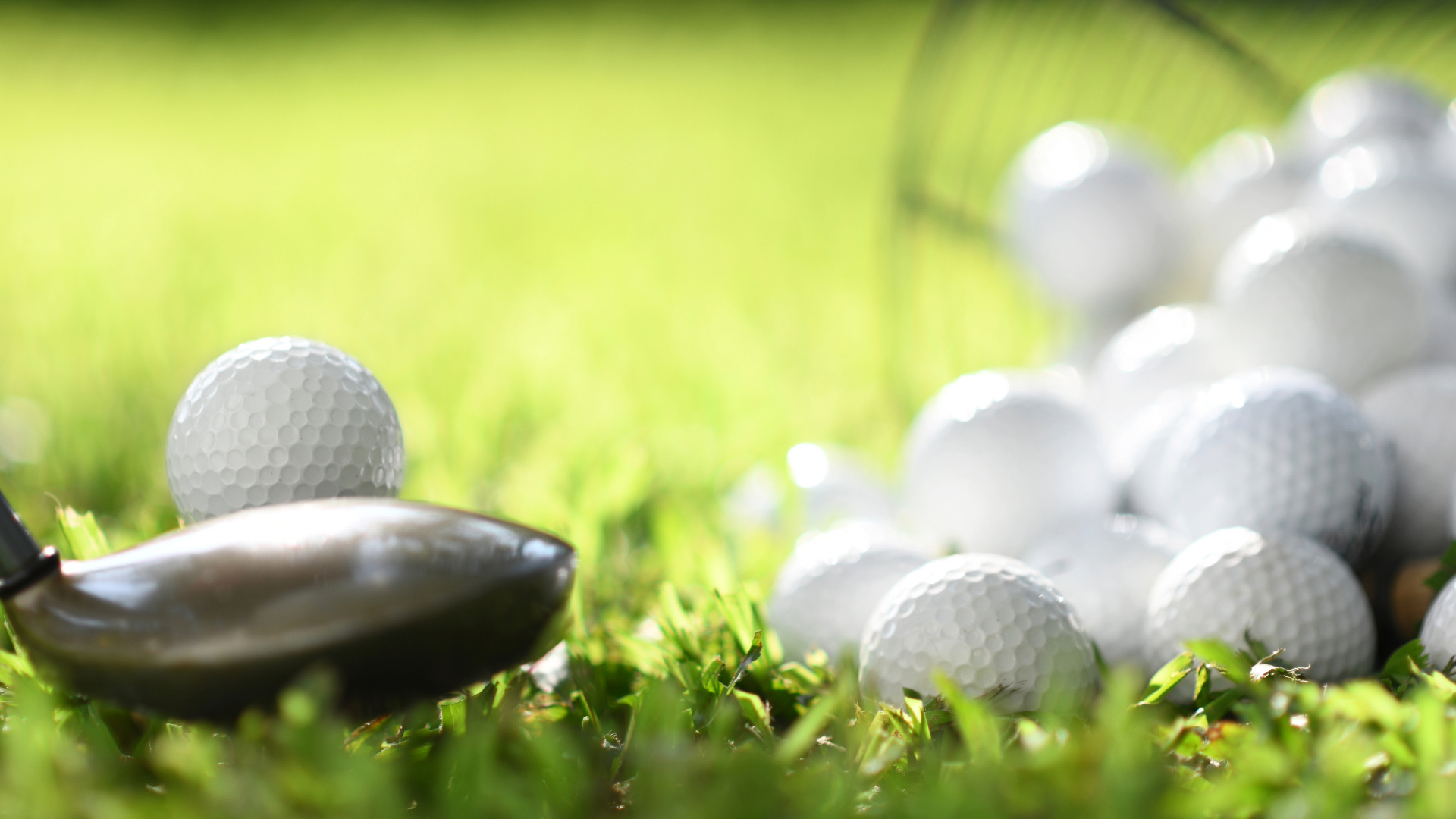 A bunch of golf balls laying on the green with a club lined up to hit one